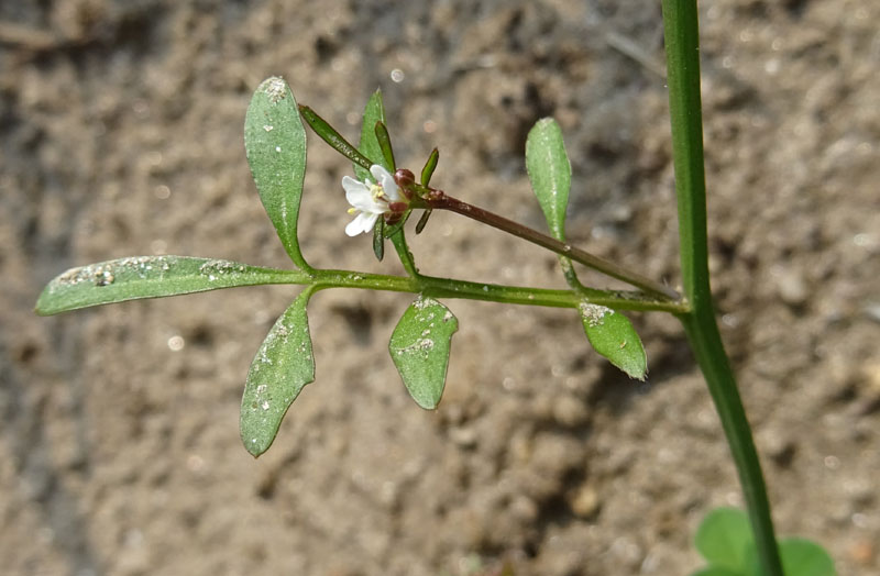 Cardamine hirsuta - Brassicaceae (Cruciferae)